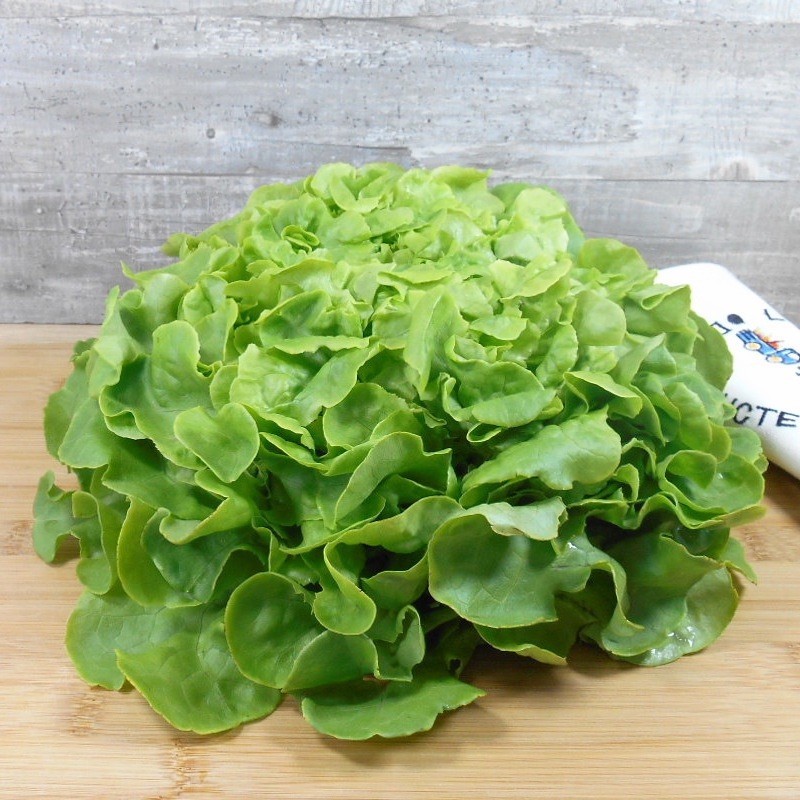 Salade Feuille de chêne Salade Feuille de chêne